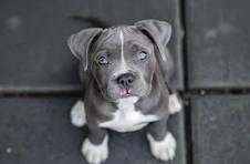 Veterinarias Sin datos  CACHORROS AMERICAN BULLY.